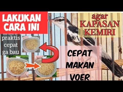 EASY WAY TO TRAIN CANELINGS TO EAT VOER QUICKLY