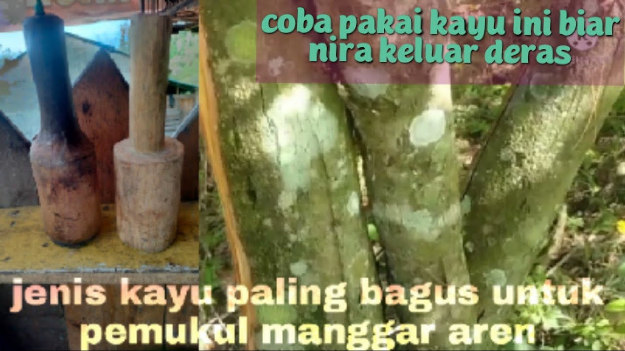 coba pakai kayu ini dijamin nira keluar deras || jenis kayu untuk pemukul manggar aren paling bagus