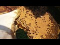 Вот такие мне достались пчёлы.