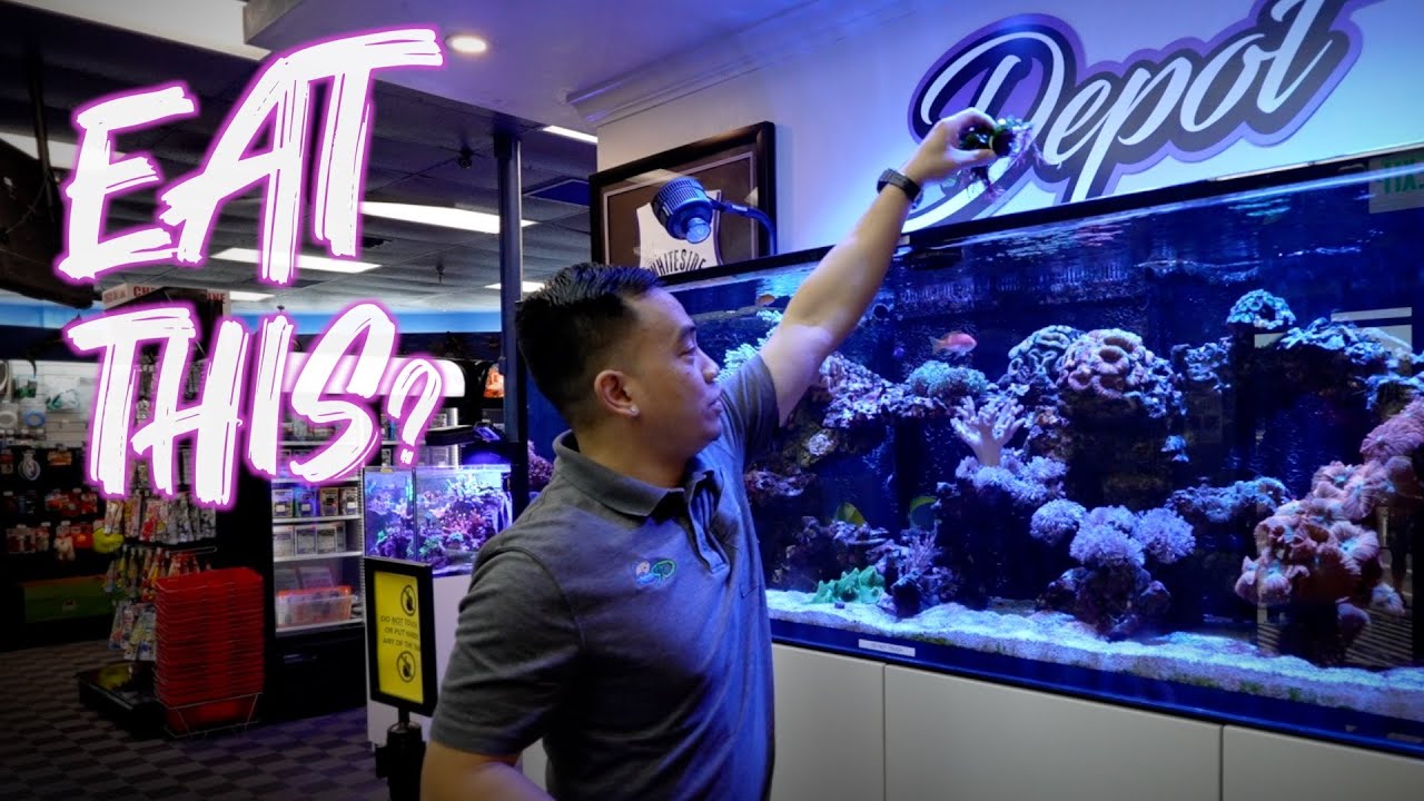 EVERYTHING YOU NEED TO KNOW ABOUT MACROALGAE FOR YOUR REEF SALTWATER AQUARIUM | REFUGIUMS