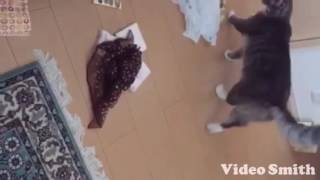 あさる犯行現場を目撃される猫 ノルウェージャンフォレストキャット witnessed a crime scene that has been ransacked. Norwegian
