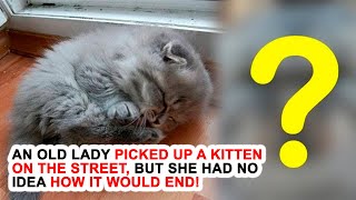 An Old Lady Picked Up A Kitten On The Street, But She Had No Idea How It Would End