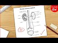 How to draw a human urinary system diagram drawing  easy science project making