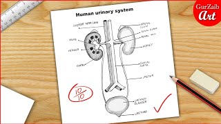 How to draw a Human urinary system Diagram Drawing || easy science project making