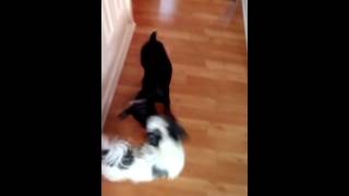 Riley Vs. Diesel Tug A War. Boxer Pup Vs. Shih Tzu