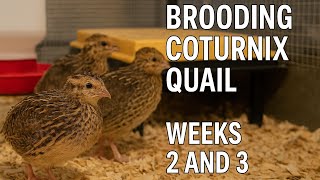 Brooding Coturnix Quail - Weeks 2 and 3