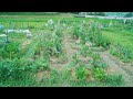100㎡の貸し農園で育つ無農薬野菜　春から夏