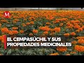 Las diversas utilidades de la flor de cempasúchil