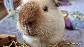 Guinea pig coughing and choking