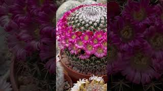 Beautiful Cactus flower #cactus #cactuslove #flowers #suculents
