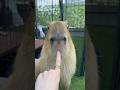 Sir… I need my mouth back 😂 #capybara #capybaracafe #cappiness #shinjuku #animalcafe