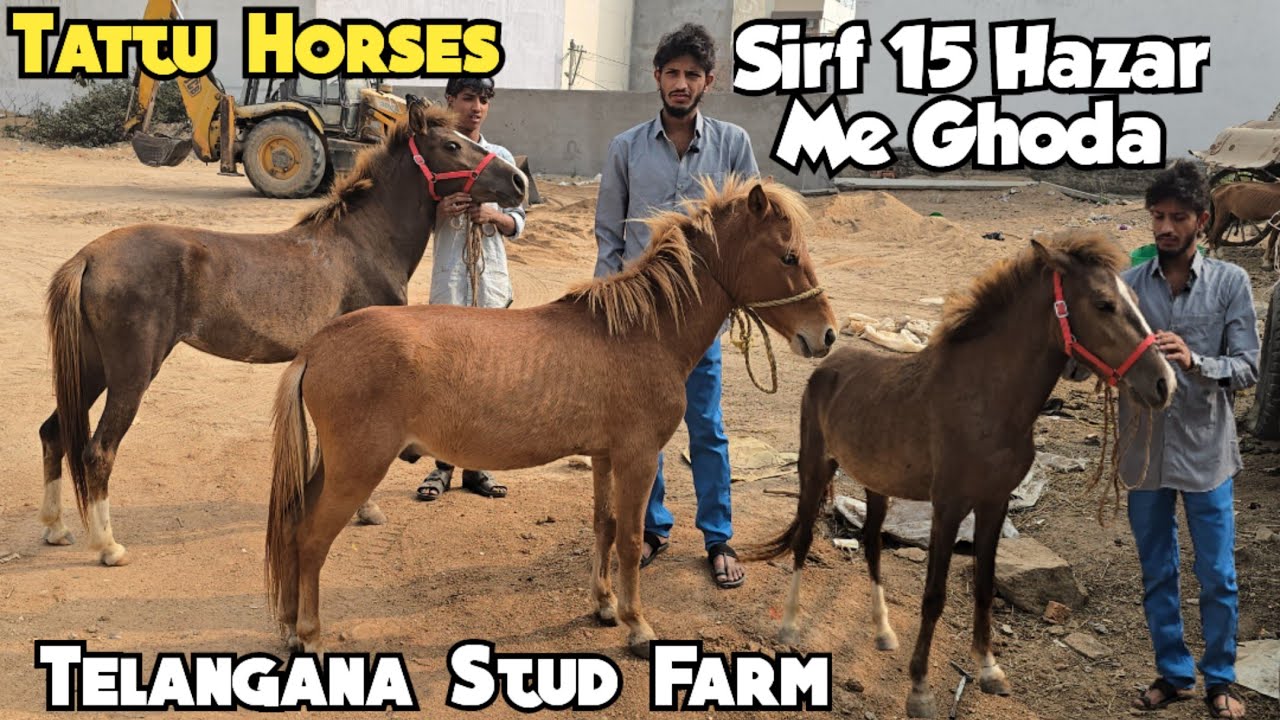 Short Size Horses | Saste Daam Mai Tattu Ghode | Telangana Stud Farm | Shastripuram | Hyderabad