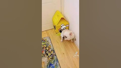 Khoảnh Khắc Thú Cưng Siêu Hài Hước Dễ Thương Năm 2022 part 51 #shorts