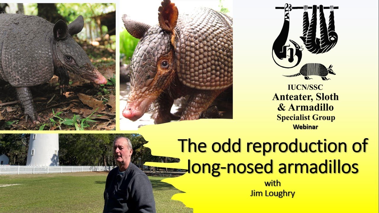 The odd reproduction of long-nosed armadillos with Jim Loughry 