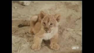 Lassie - Episode #433 - "Interlude of Mercy" - Season 13, Ep. 16 - 01/08/1967