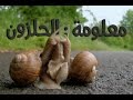 معلومة : حياة الحلزون