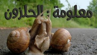 معلومة : حياة الحلزون