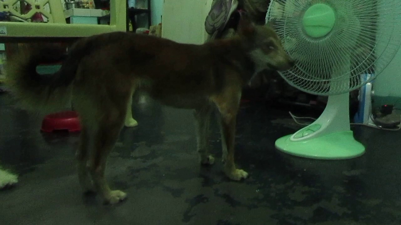 SOUND EFFECTS PARA KAY CHAO SIH AND WOLLY YouTube