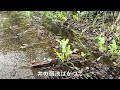 【異変？】井の頭公園が湧水で水浸しに　都内各地で広がる長雨の影響