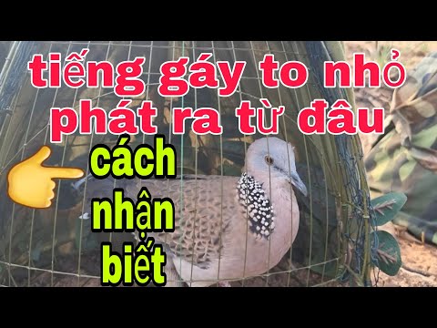 Video Cách Nhận Biết Cu Gáy To Tiếng và Nhỏ Tiếng - youtube