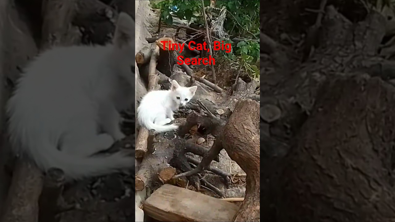 Tiny Kitten on a Big Search #CatShorts#CuteCat#KittenVideo#CatLove#CuteKitten#ViralCat#PetShorts