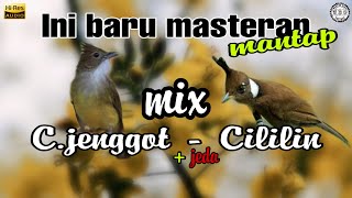 Masteran Mix Cucak Jenggot - Cililin | Ini Baru TOP