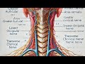 Bo'yin chigali Anatomiyasi#Plexus Cervicalis