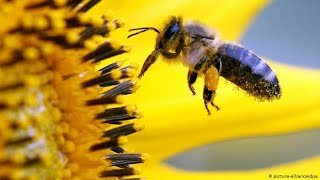 maadi thottam how pollination takes in flowers by honey bee rare video |Priya Narendran|