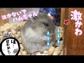 逃げ恥ハムちゃん泣いてもいいんだでちゅ!【生後45日目】