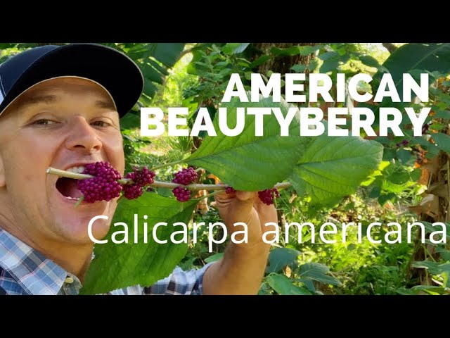 Mosquito Repellant Native Plant // More Powerful Than Deet (Edible Berries  Too) American Beautyberry - Youtube