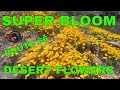 SUPER BLOOM 2019 DESERT FLOWERS - Route 66 Oatman AZ