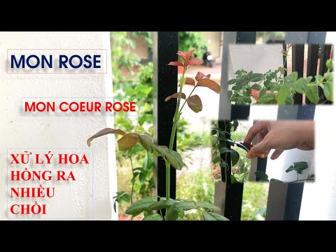 Video Xử lý hoa hồng MON ROSE ra nhiều CHỒI VÀ CÀNH | Trồng... - youtube