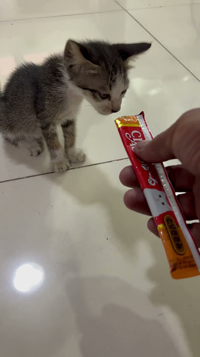Cute #cat #kitten #catlovers
