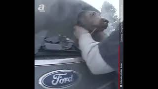 Deputy Michael Gregorek rescues a dog #shorts