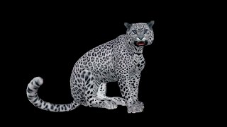 Angry Snow Leopard - Roaring Loop
