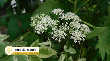 Phút Cầu Nguyện, Thứ Hai 31/08/2020: Chọn Lựa Ưu Tiên Dành Cho Người Nghèo Và Đức Ái