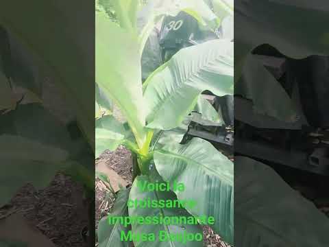 Vídeo: Conreu d'Ensete Ventricosum - Coneix les plantes de plàtan falsos