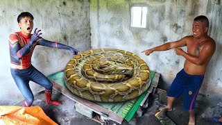 Brave Hunter Catch 2 Giant Pythons To Rescue Young Man