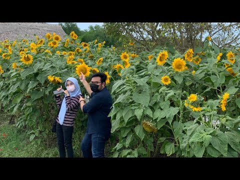 Pesona bunga matahari di Bagan Datuk