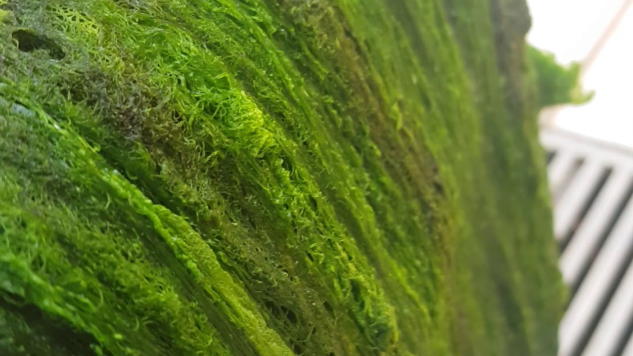 Ats algae scrubber - filtro de algas. - YouTube
