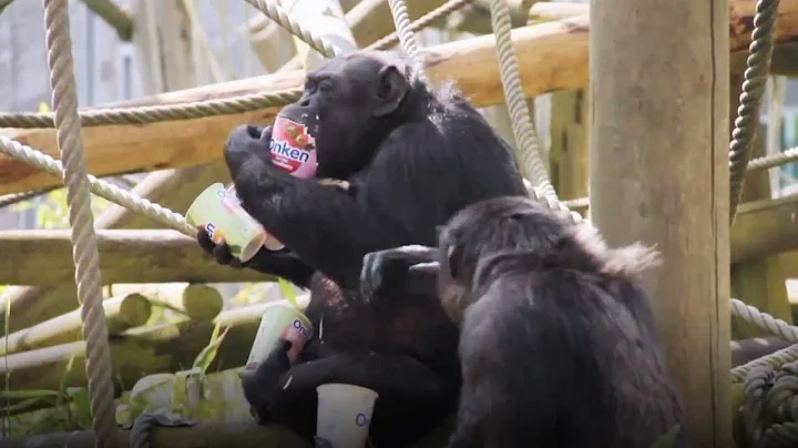 Chimps Go Bananas for Onken Probiotic Yogurt