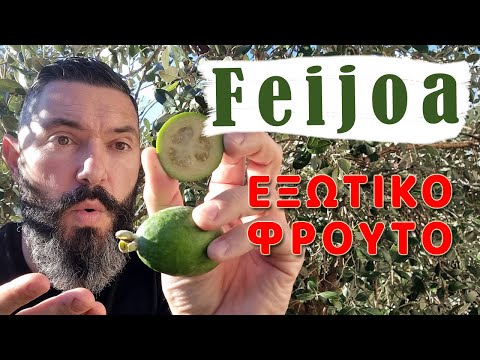 Βίντεο: Εξωτικό και υγιεινό φρούτο feijoa