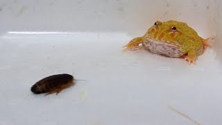 A frog eating many things by BUG FROG 8,197 views 12 days ago 2 minutes, 1 second