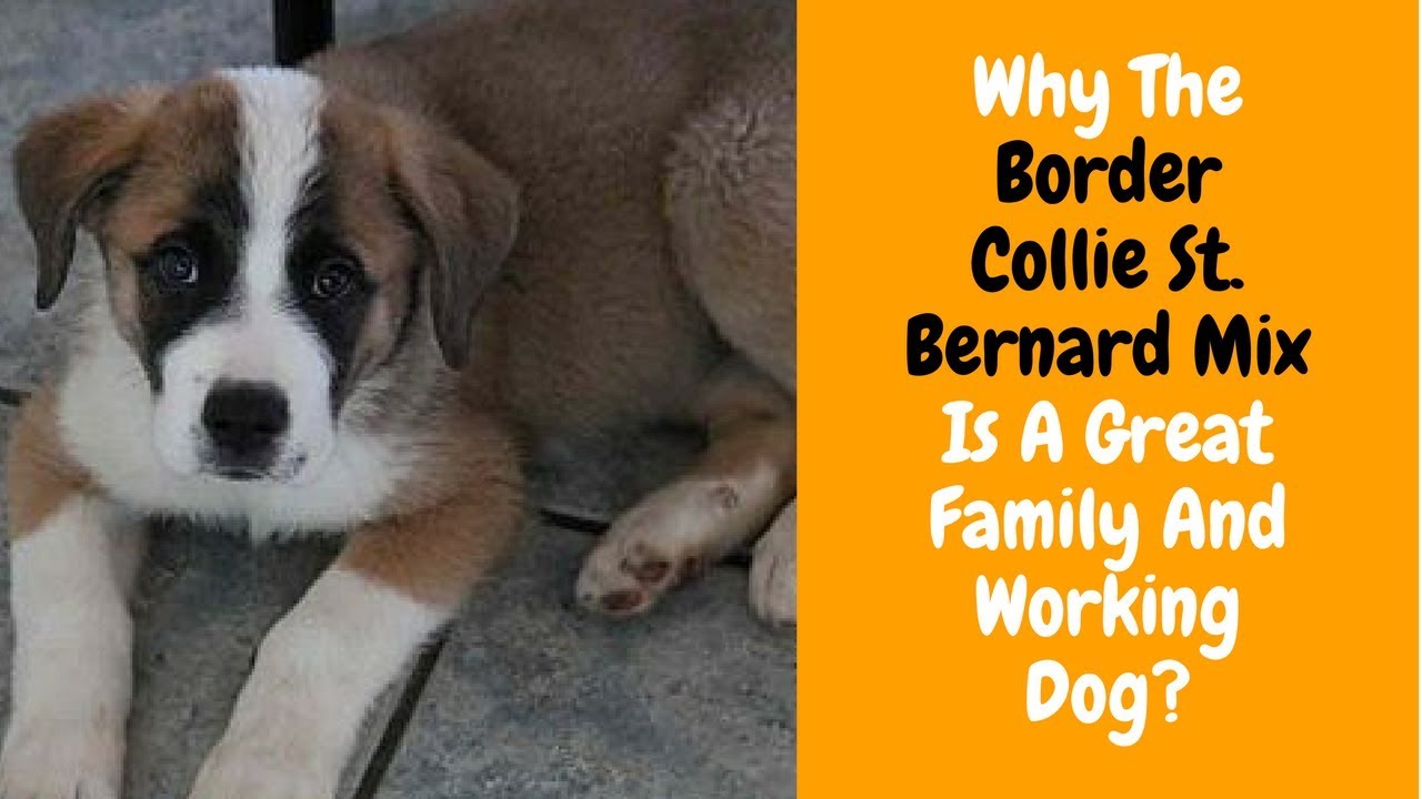 st bernard collie mix