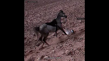 طاح من فوق الخيل عزتي له خيل حصان خيال طاح من فوق الخيل عزتي له خيل حصان خيال