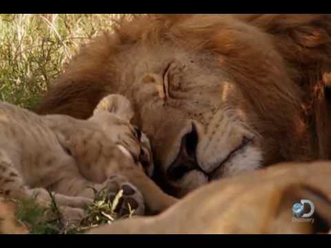 Video: Hur Lever Lejonfamiljen?