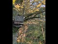 Barn Owl Nest Box - Live Stream - Daytime - 28th May
