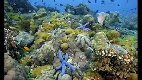 Quanto oxigênio As algas produzem?