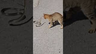 Cat vs Snake fight.