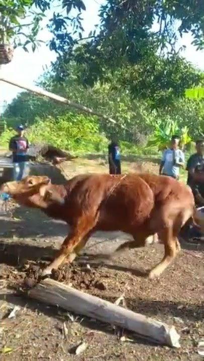 Lucu‼️Sapi kurban ngamuk terus temanya#short #lucu #tiktok